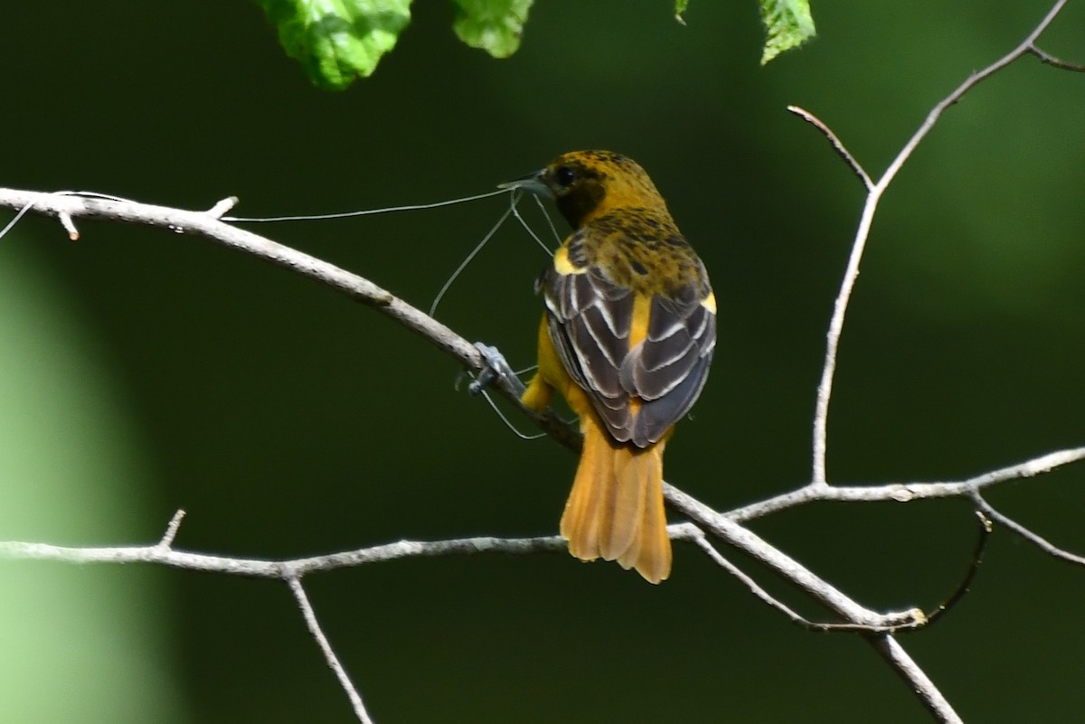 Orchard Oriole - Kevin Kelly