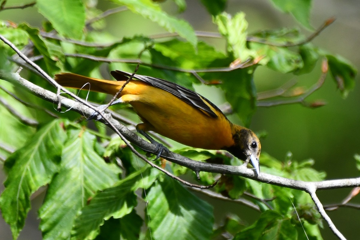 Orchard Oriole - ML571243771
