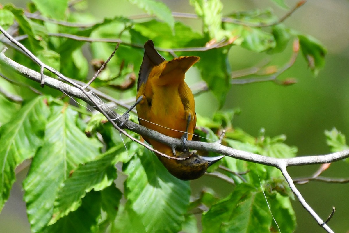 Orchard Oriole - ML571243781