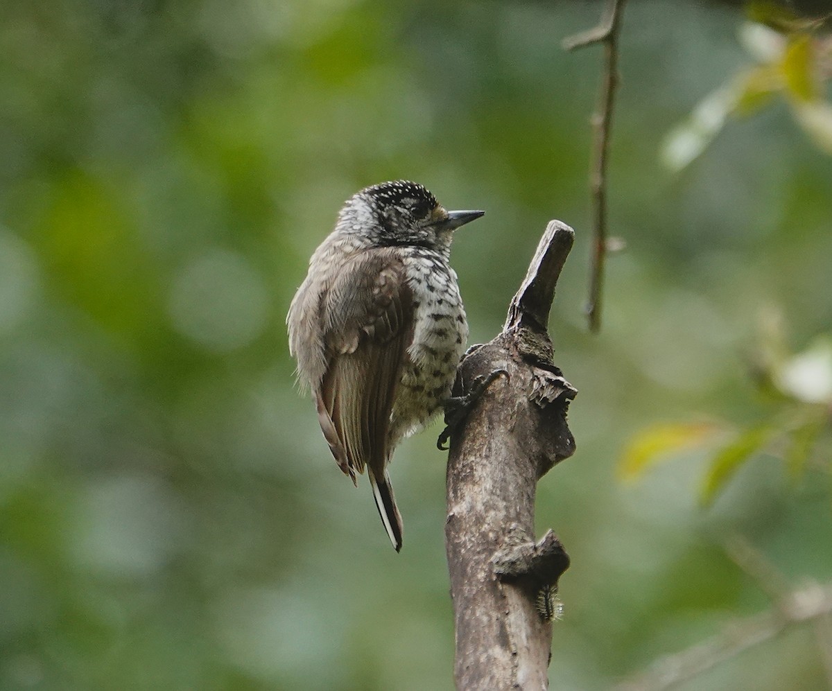 White-barred Piculet - ML571249471