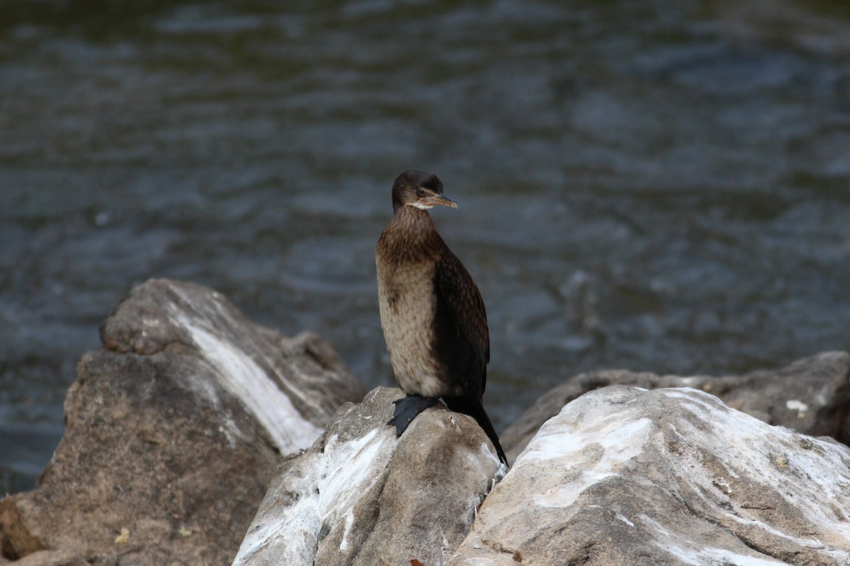 Long-tailed Cormorant - ML571253241