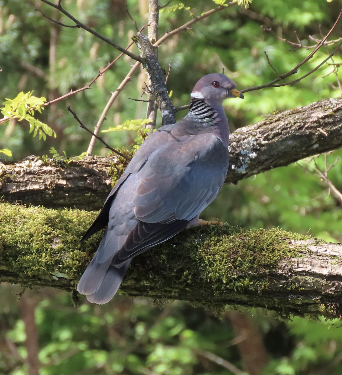 Band-tailed Pigeon - ML571257841