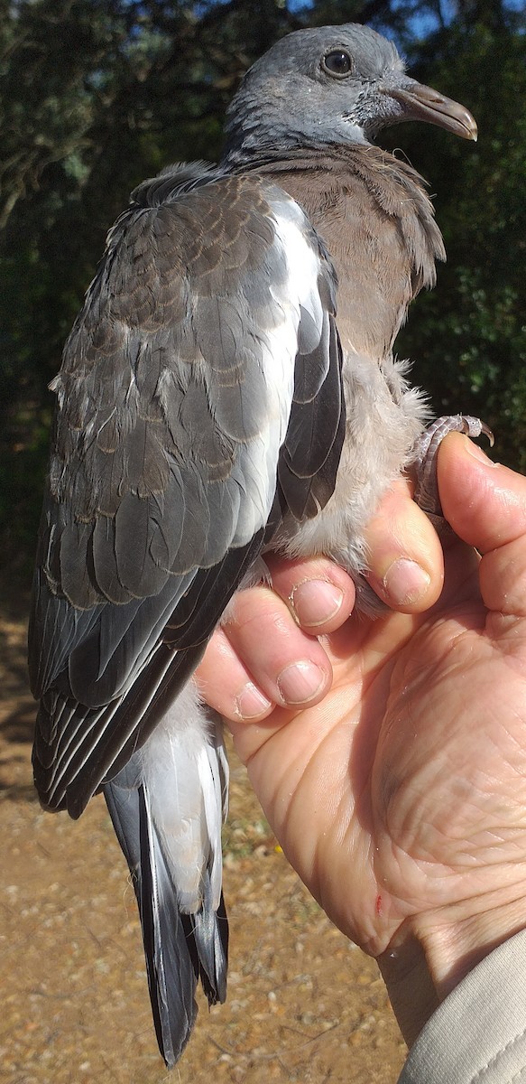 Common Wood-Pigeon - ML571257991