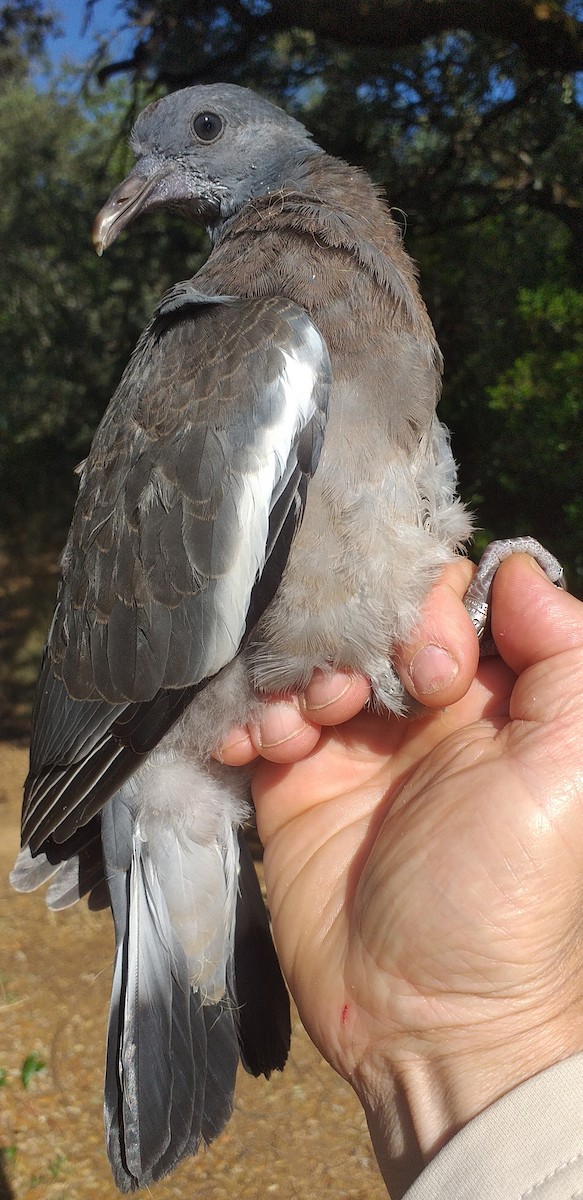 Common Wood-Pigeon - ML571258341
