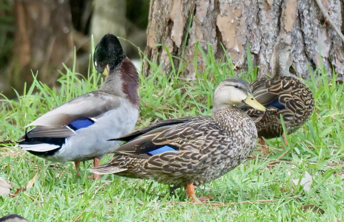 Mottled Duck (Florida) - ML571258781