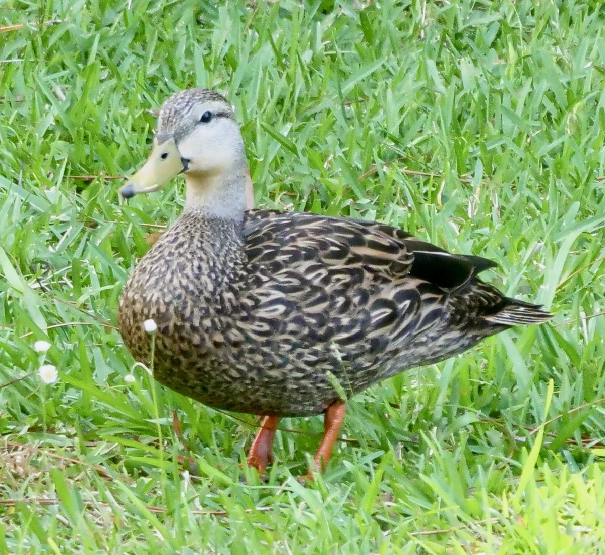 Mottled Duck (Florida) - ML571258801
