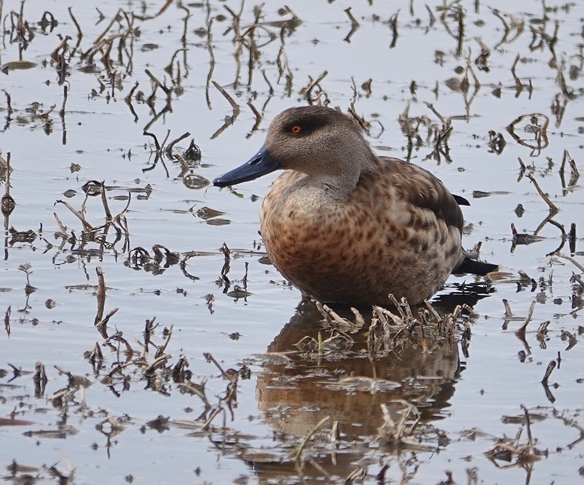 Crested Duck - ML571262571