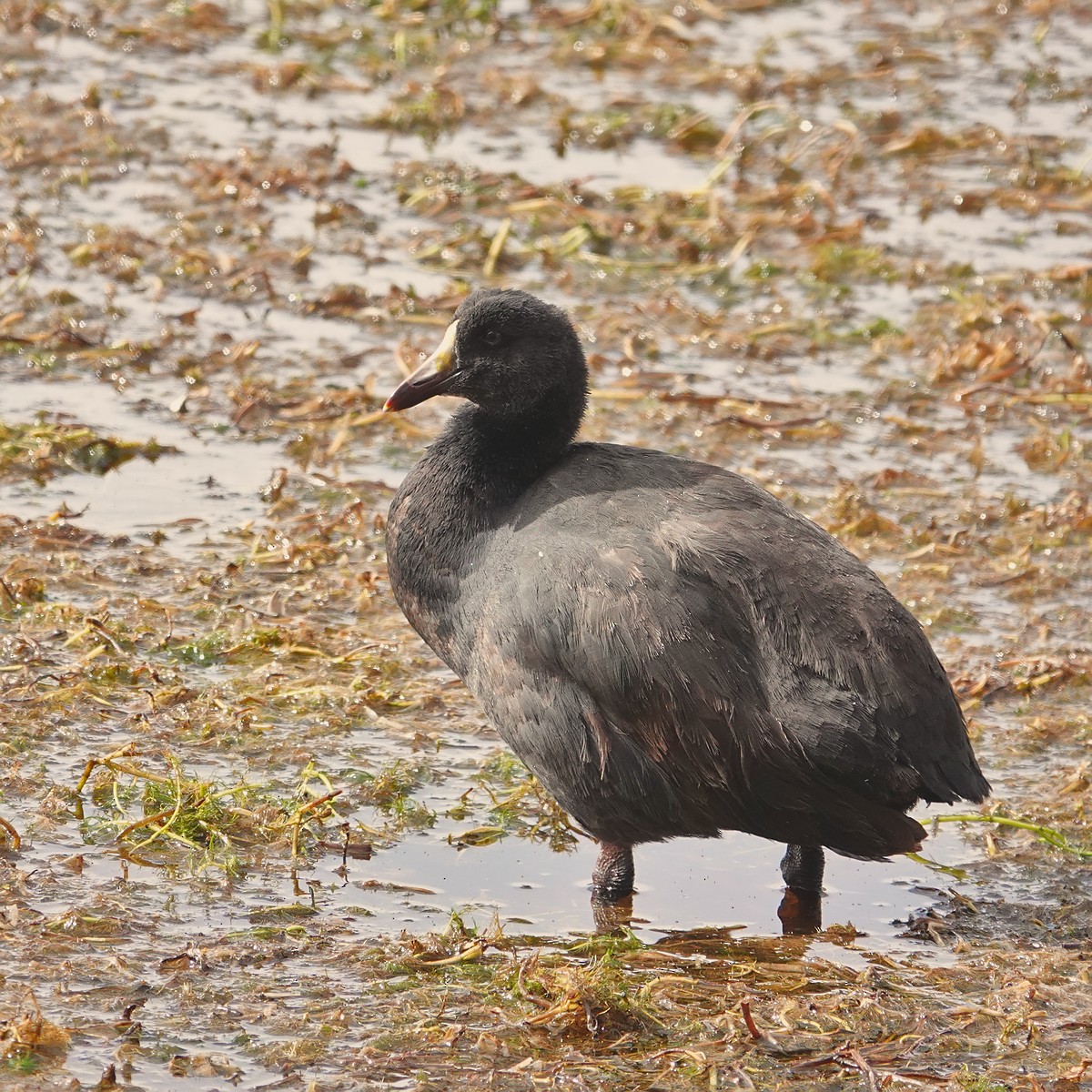 Giant Coot - ML571262771