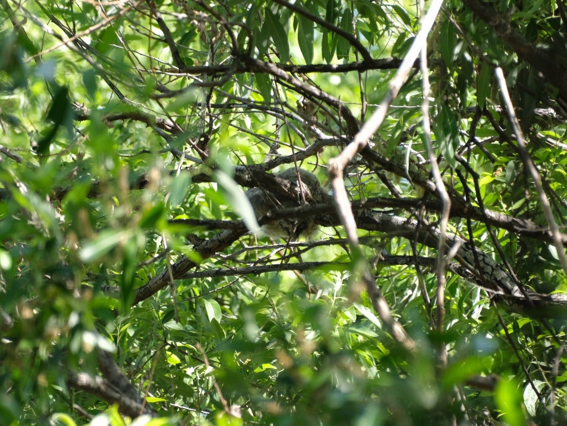 Long-eared Owl - ML571263181
