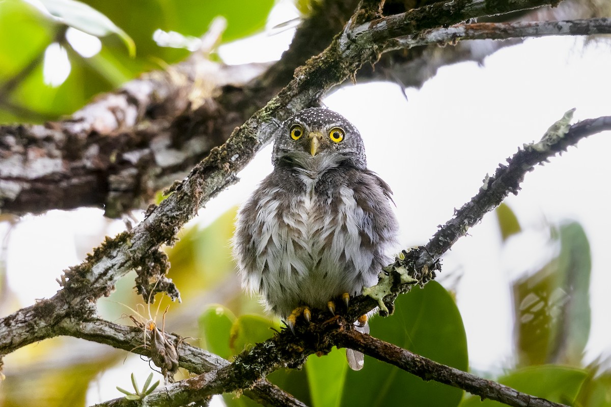 Subtropical Pygmy-Owl - Stefan Hirsch