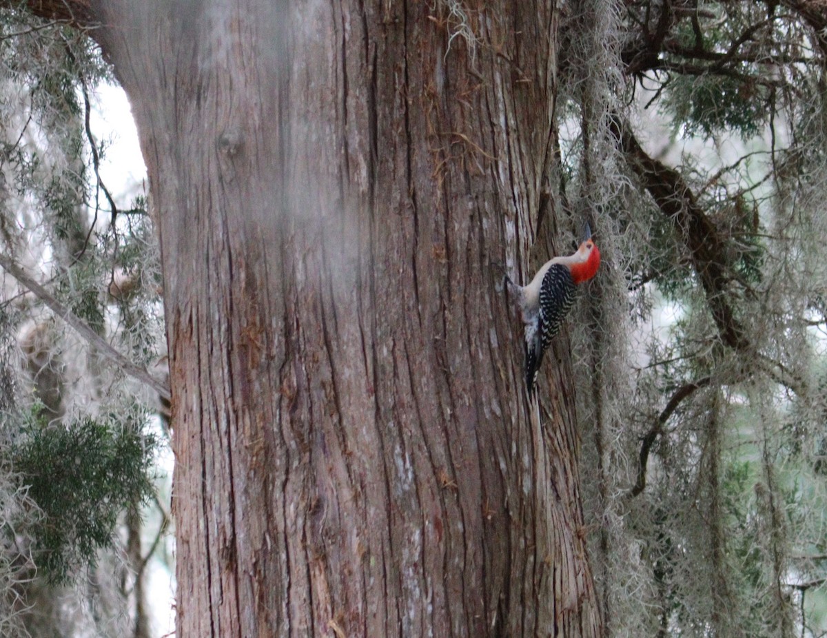Red-bellied Woodpecker - ML571285651