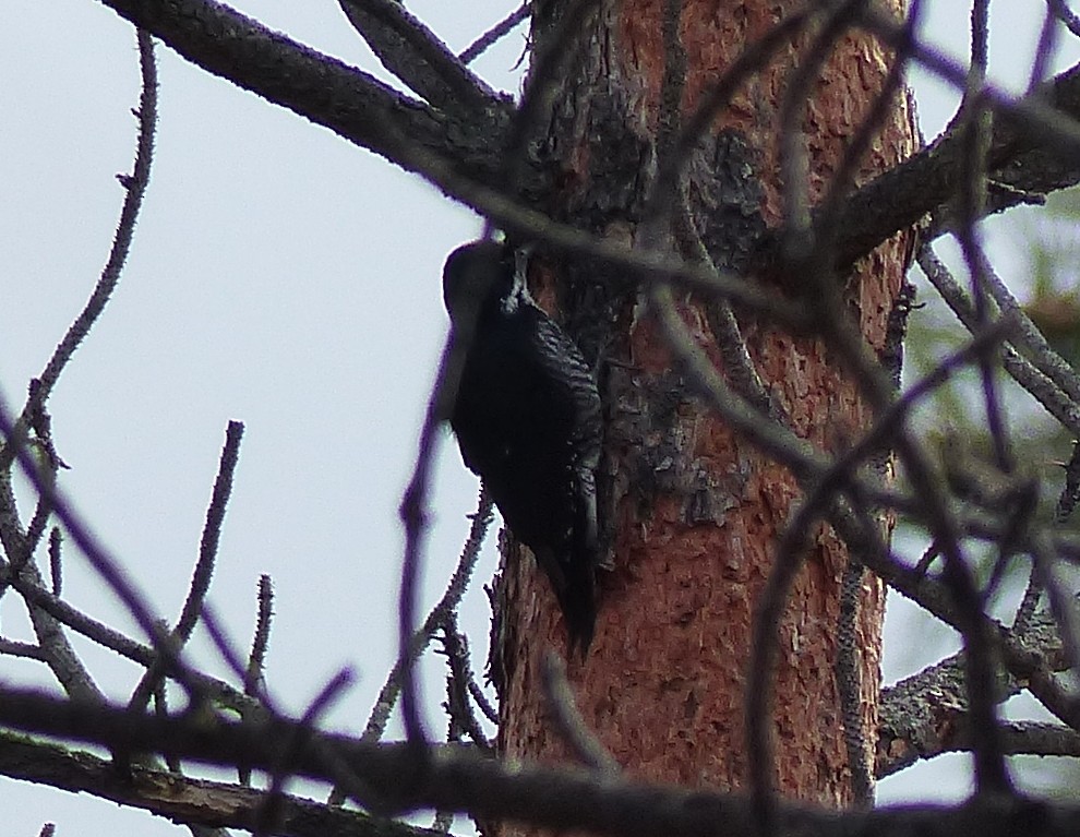 Black-backed Woodpecker - ML57128751