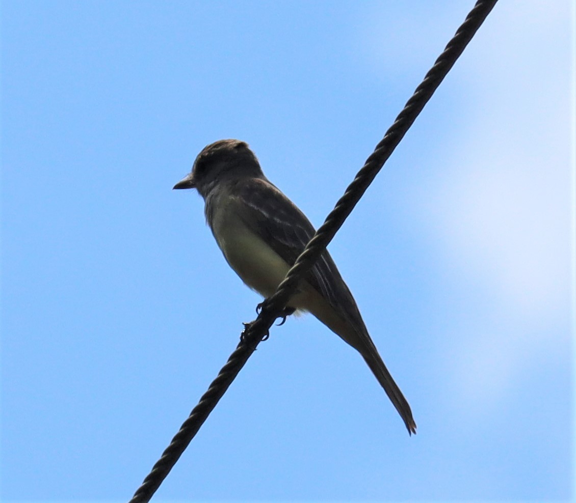 Great Crested Flycatcher - ML571287811