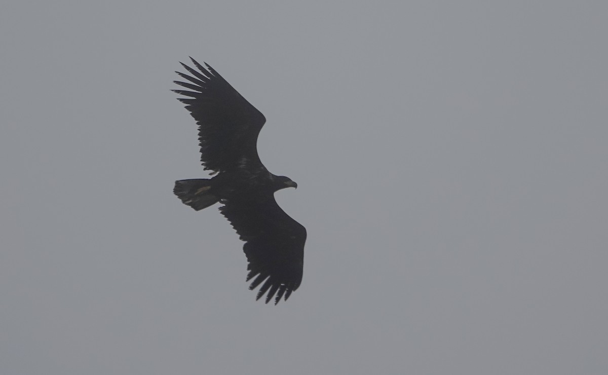 White-tailed Eagle - ML571288751
