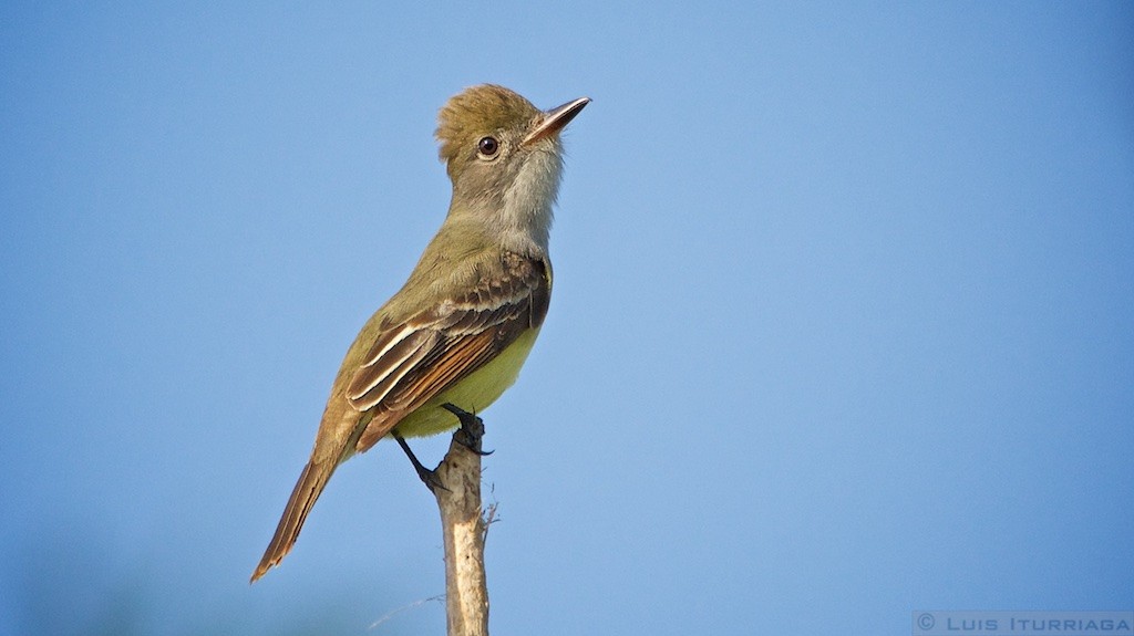 Great Crested Flycatcher - Luis Iturriaga Morales