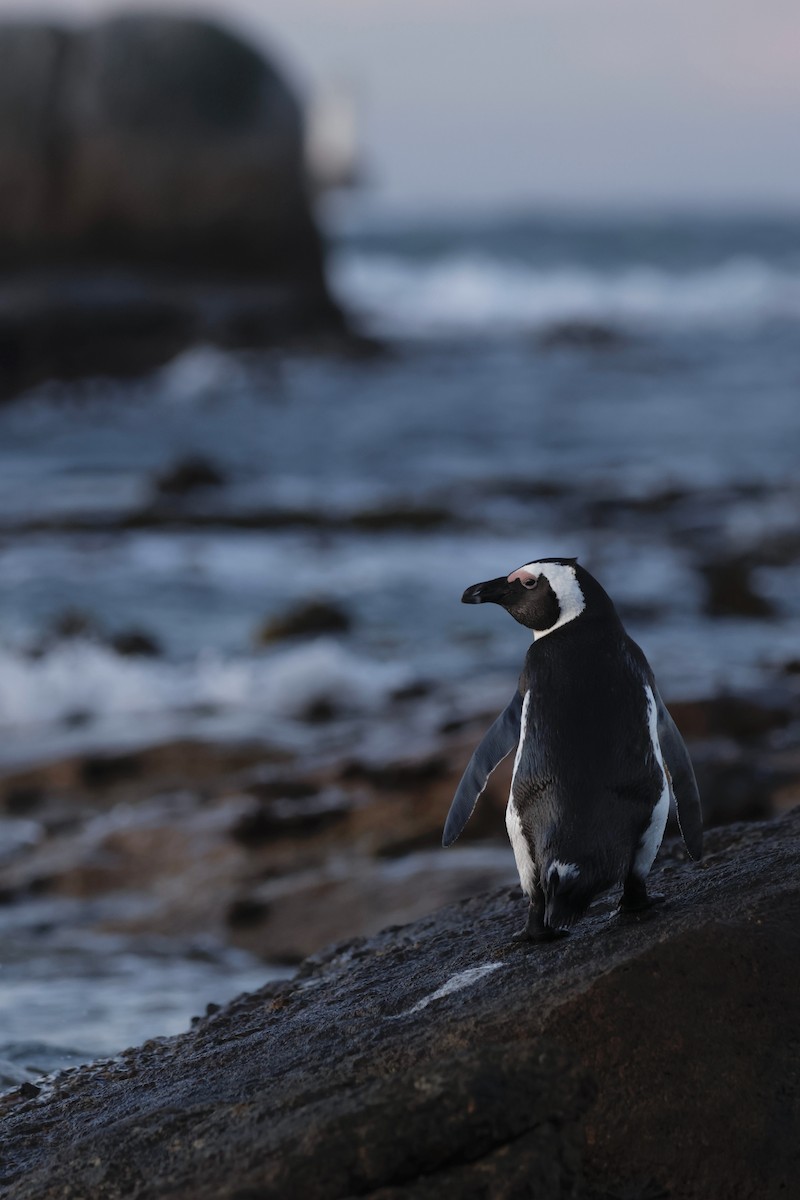 Pingüino de El Cabo - ML571290581