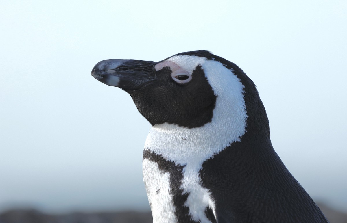 Pingüino de El Cabo - ML571290631