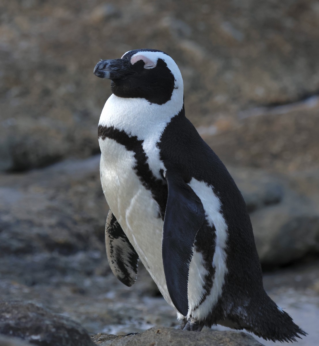 African Penguin - Luke Goddard