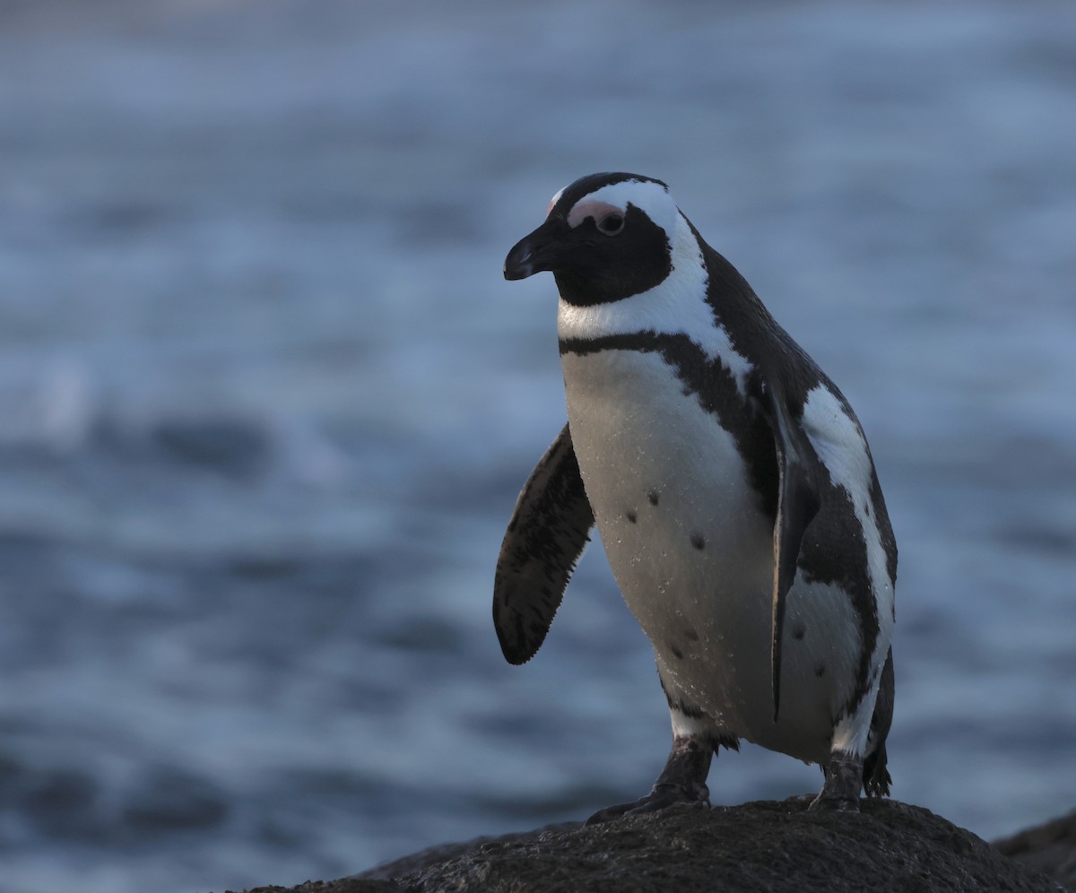 Pingüino de El Cabo - ML571290651