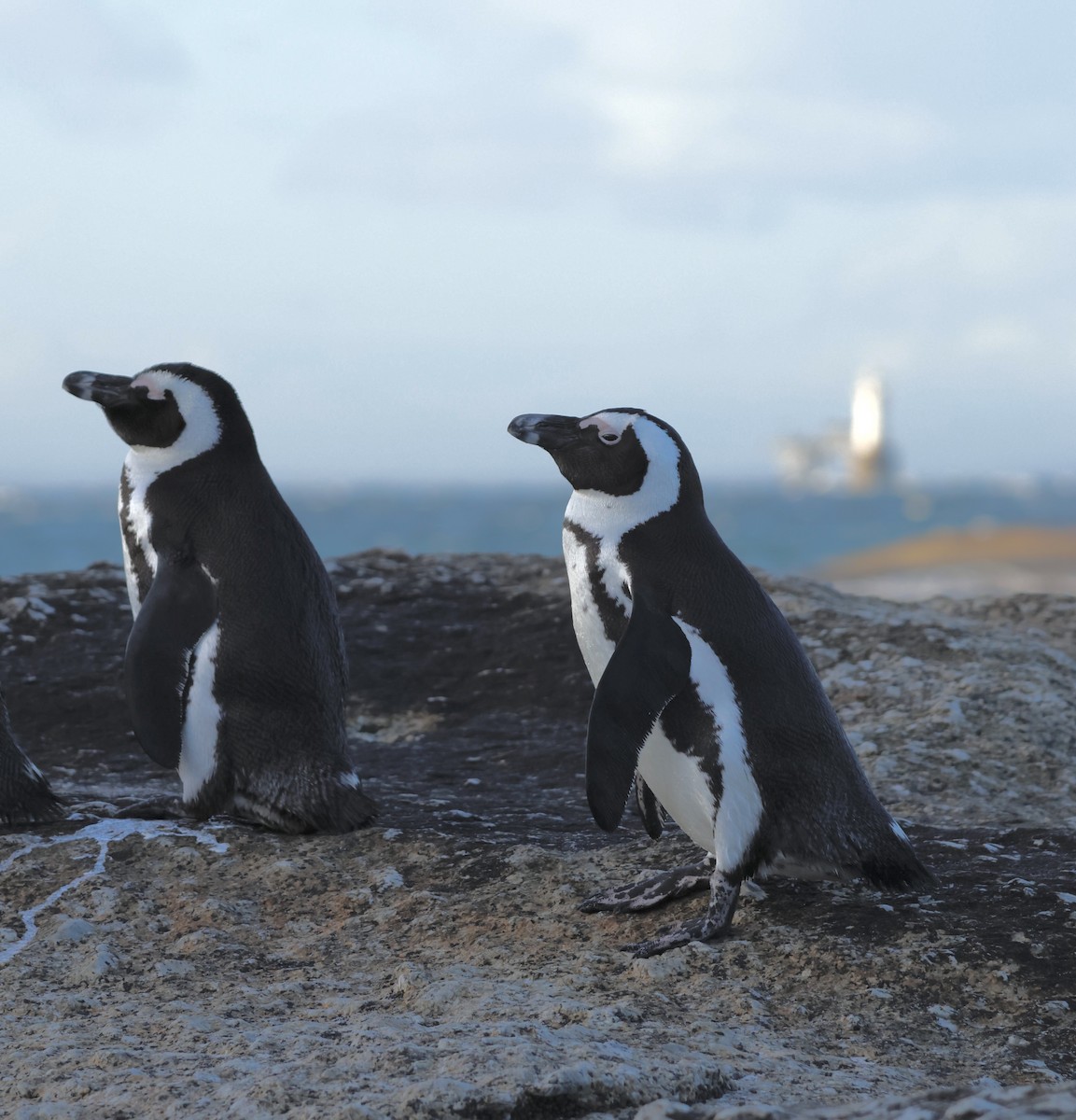 Pingüino de El Cabo - ML571290661