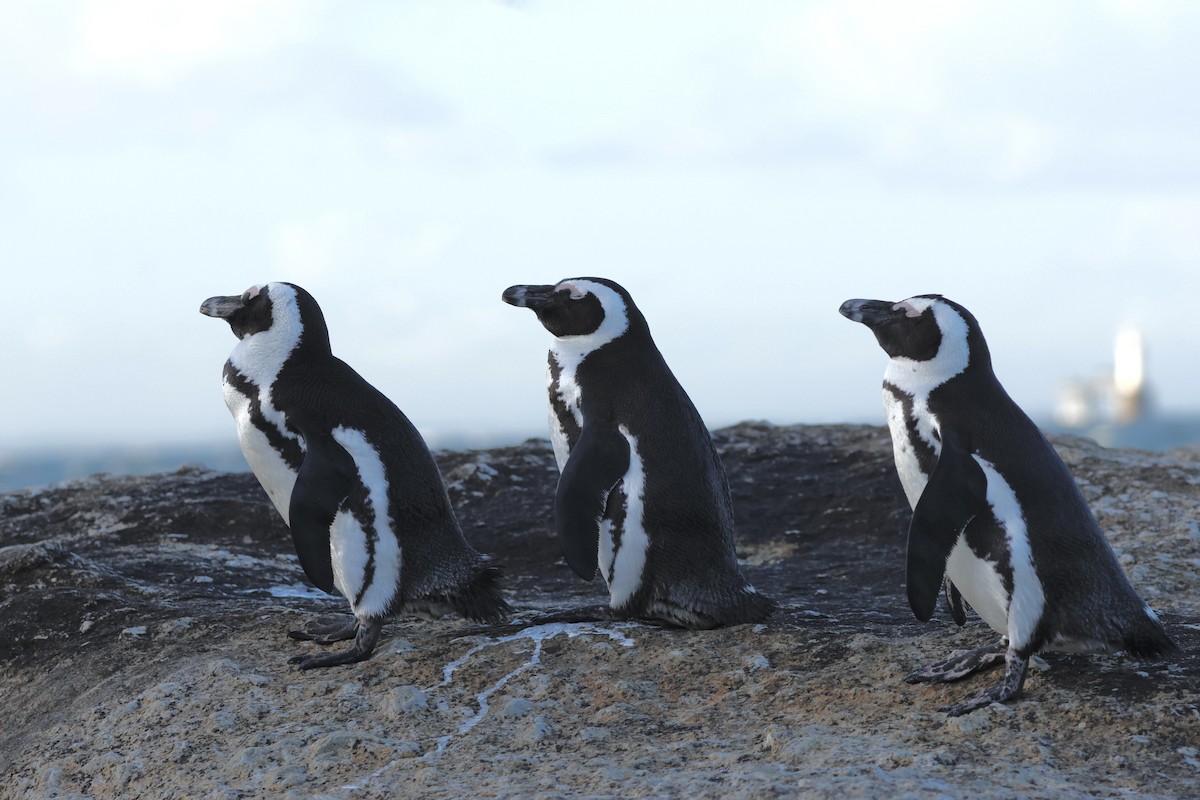 Pingüino de El Cabo - ML571290691