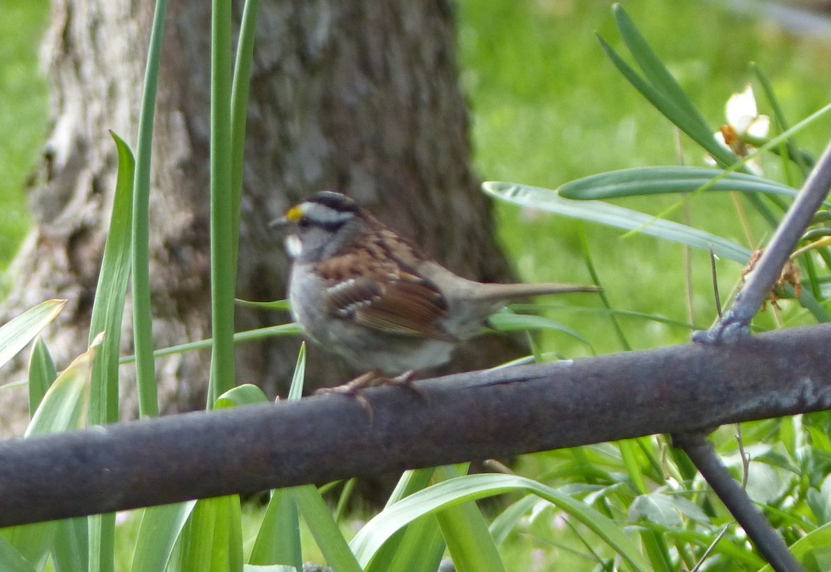 White-throated Sparrow - ML57129091