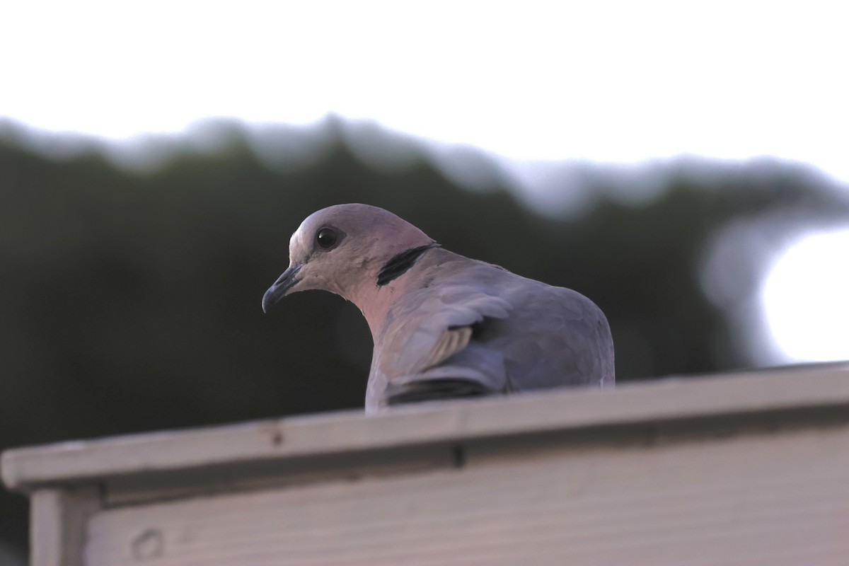 Red-eyed Dove - ML571291291