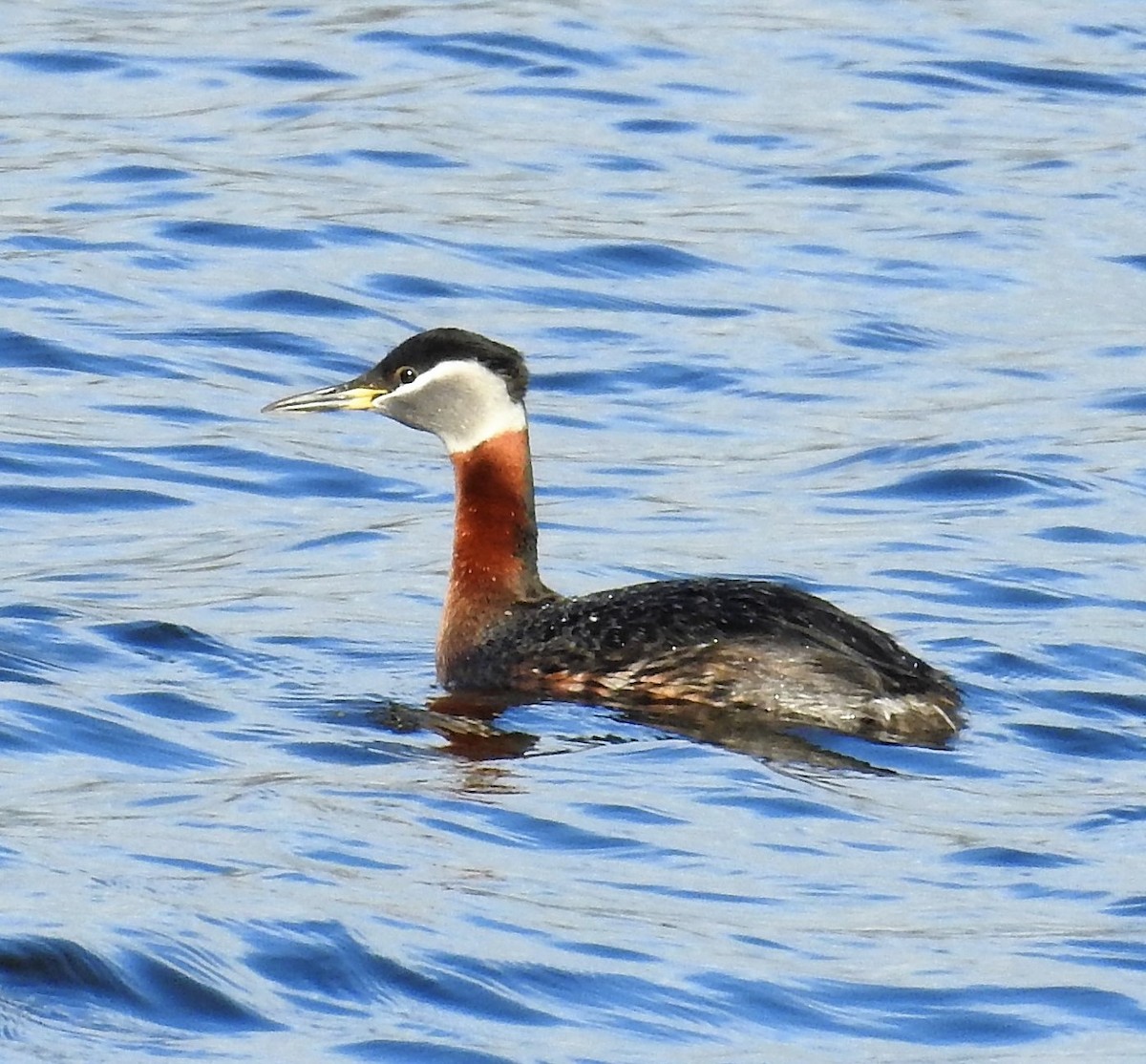 Red-necked Grebe - ML57129191