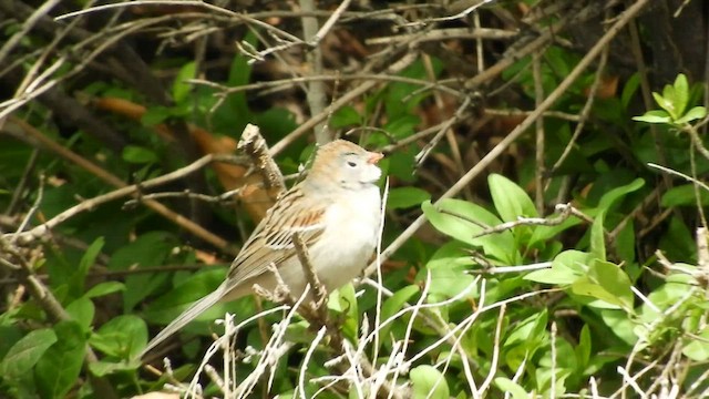 Field Sparrow - ML571292291