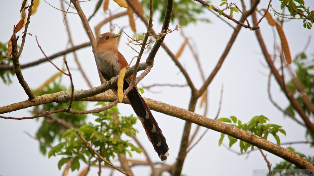 Squirrel Cuckoo - Luis Iturriaga Morales