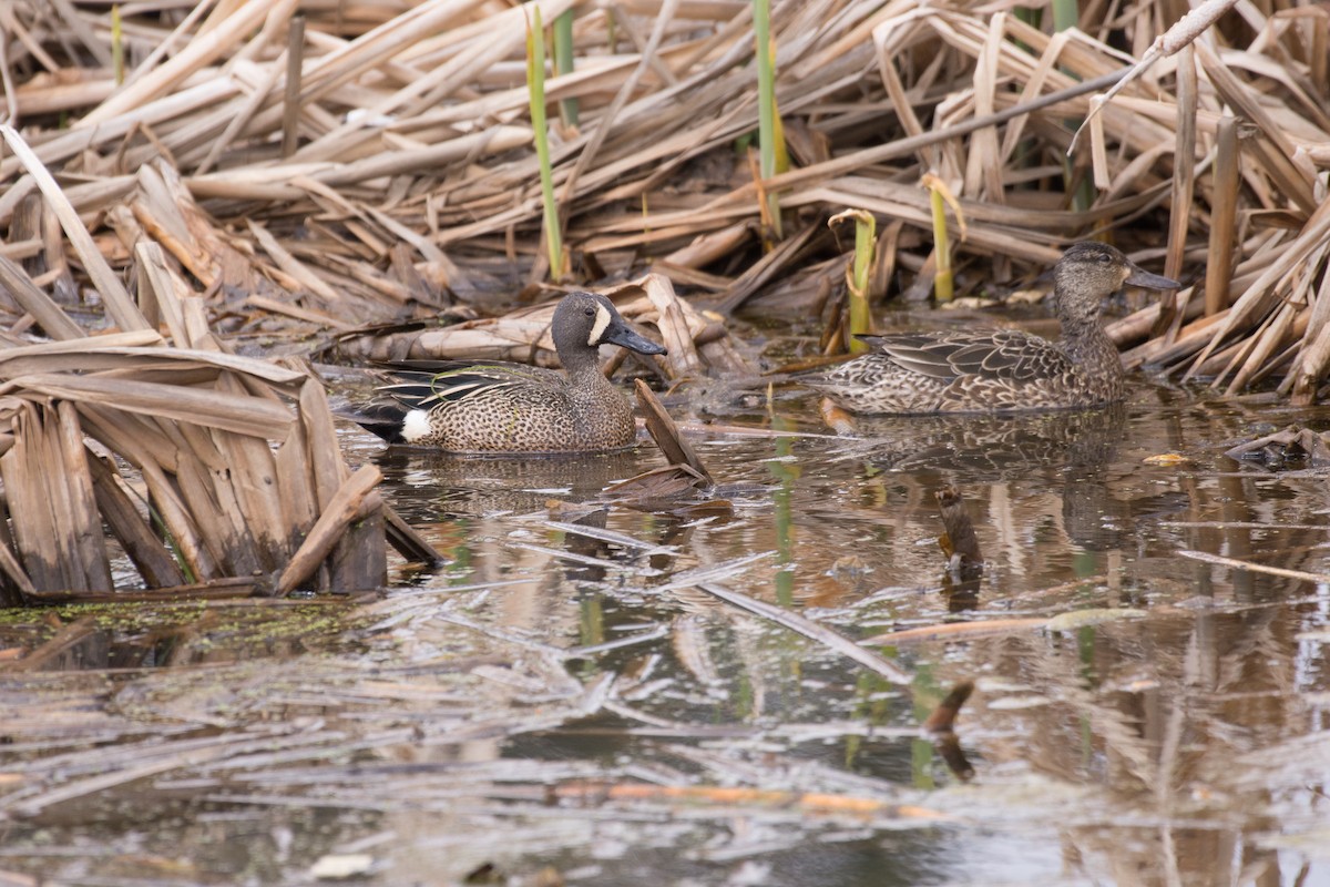 Blue-winged Teal - ML571292611
