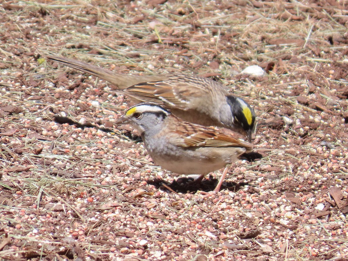 White-throated Sparrow - ML571293631