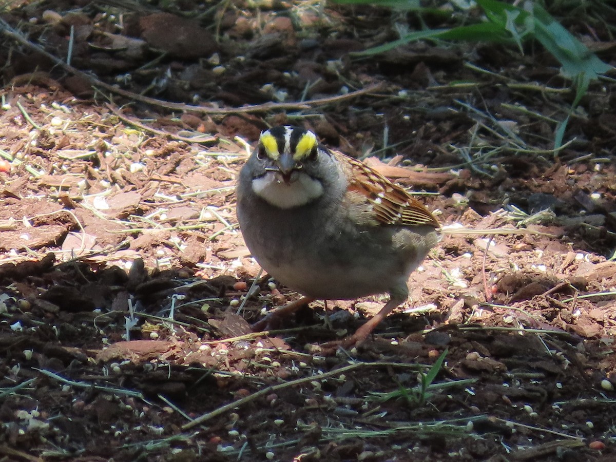 White-throated Sparrow - ML571293671
