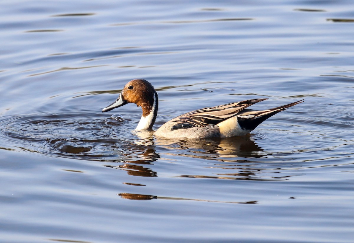 Northern Pintail - Will McPhail