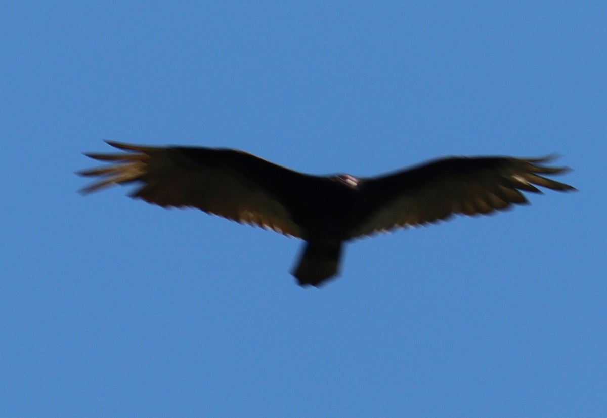 Black Vulture - ML571294941