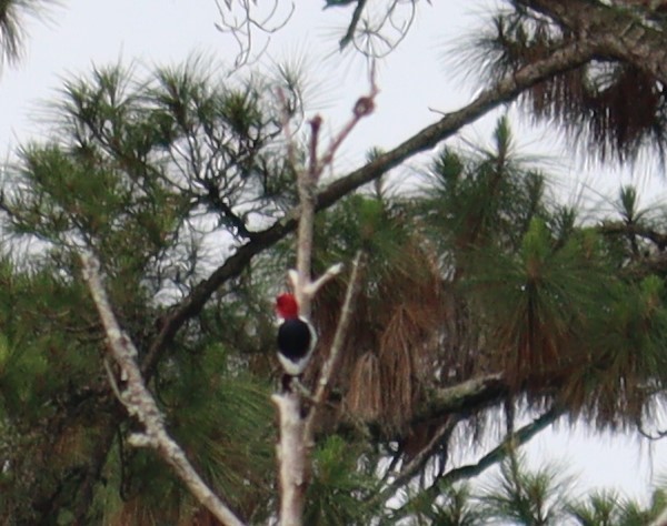 Red-headed Woodpecker - ML571296531