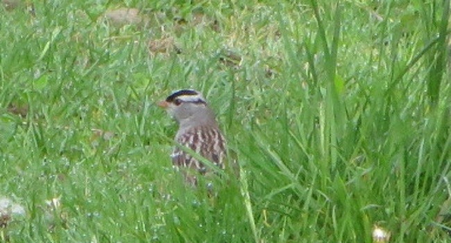 White-crowned Sparrow - ML571301221