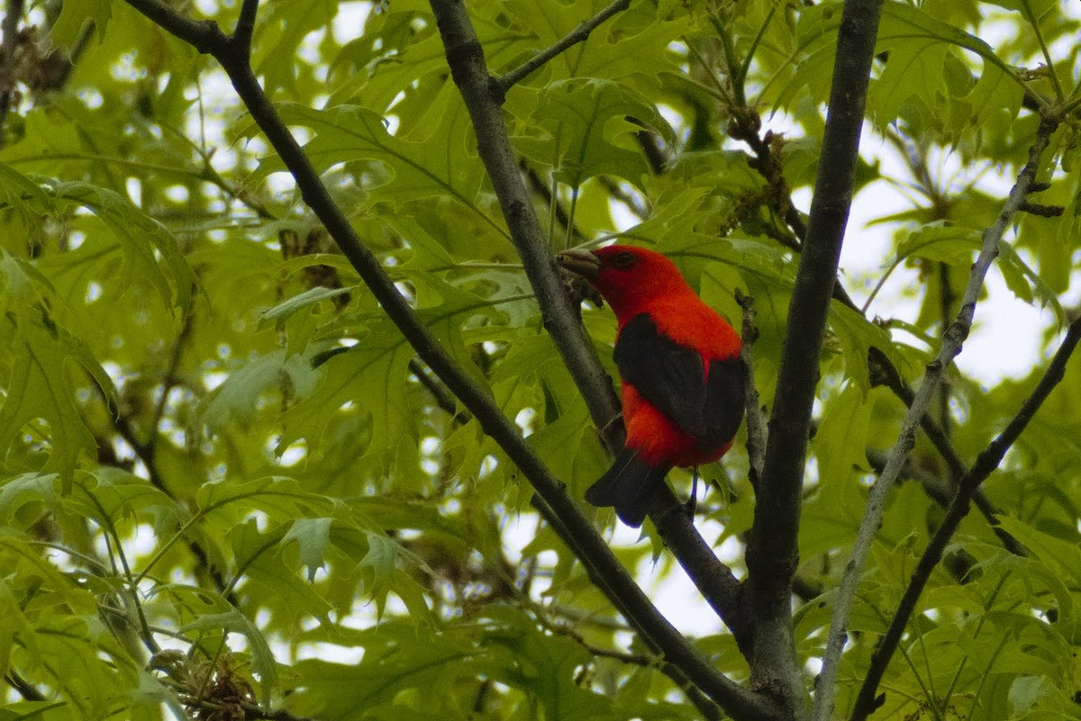 Scarlet Tanager - ML571302171