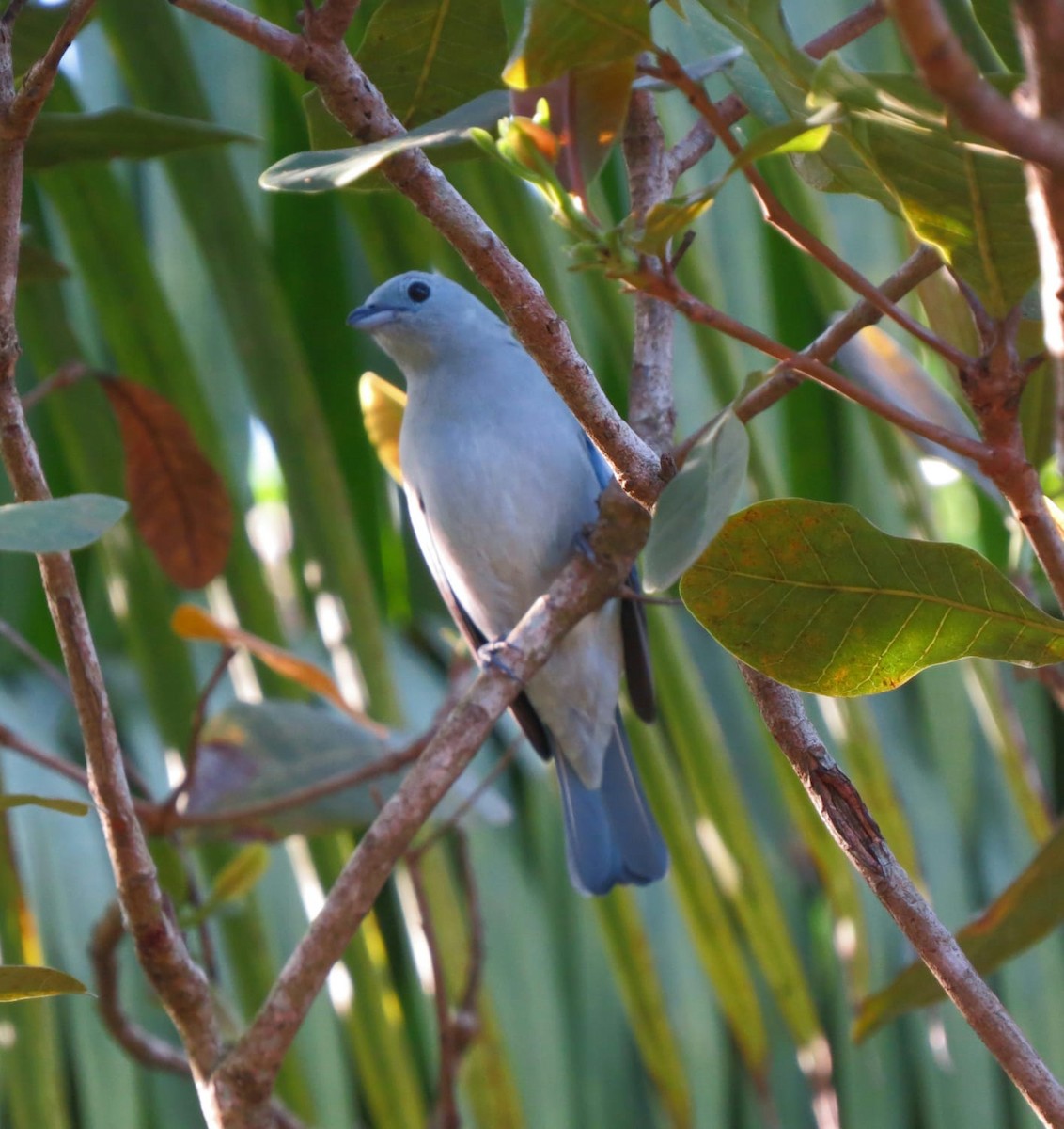 Blue-gray Tanager - ML571303031