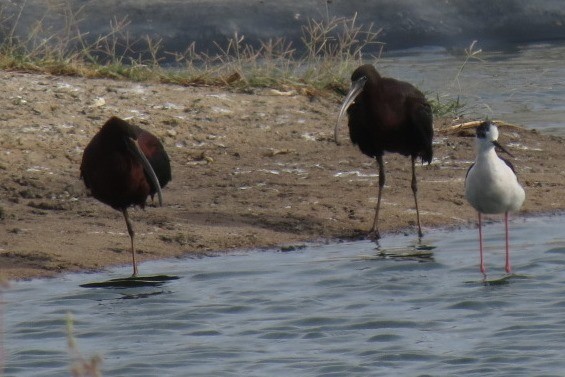 ibis hnědý - ML57130441