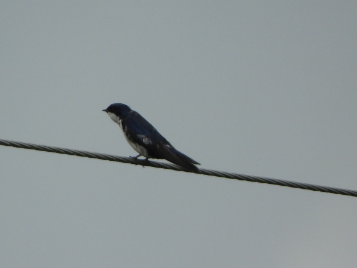 Blue-and-white Swallow - ML571306501