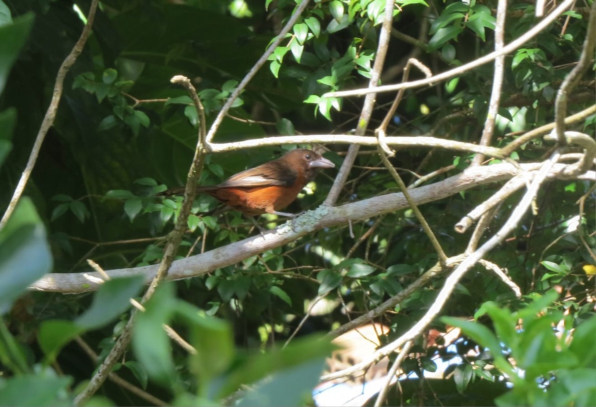 Silver-beaked Tanager - ML571306661