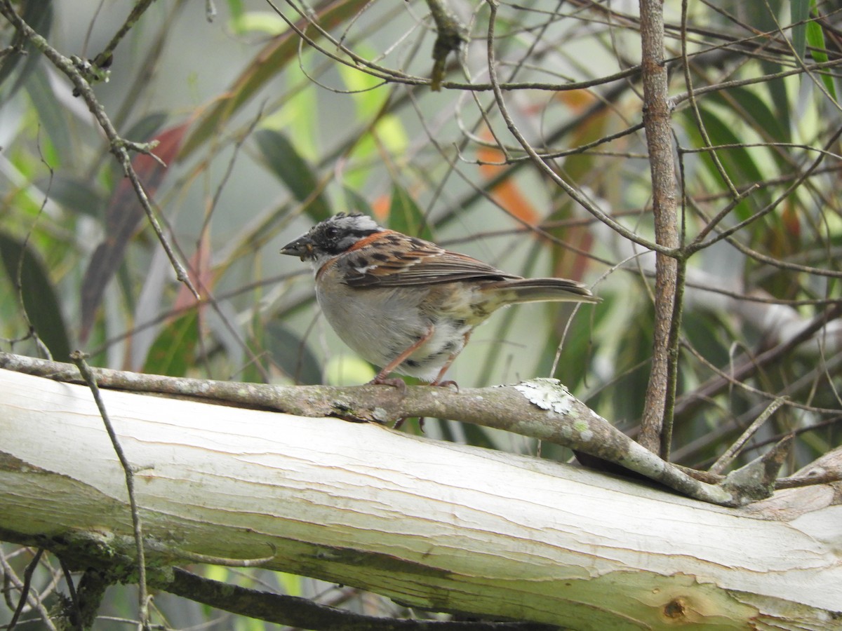 Rufous-collared Sparrow - ML571308511