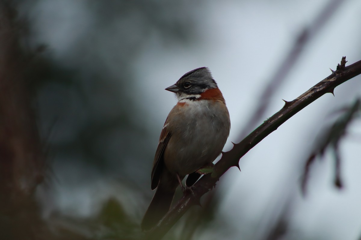 Rufous-collared Sparrow - ML571309821