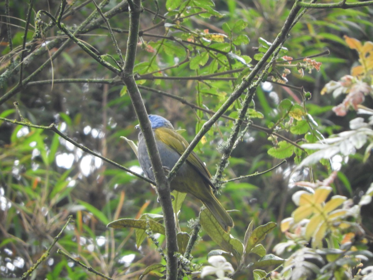 Blue-capped Tanager - ML571310341