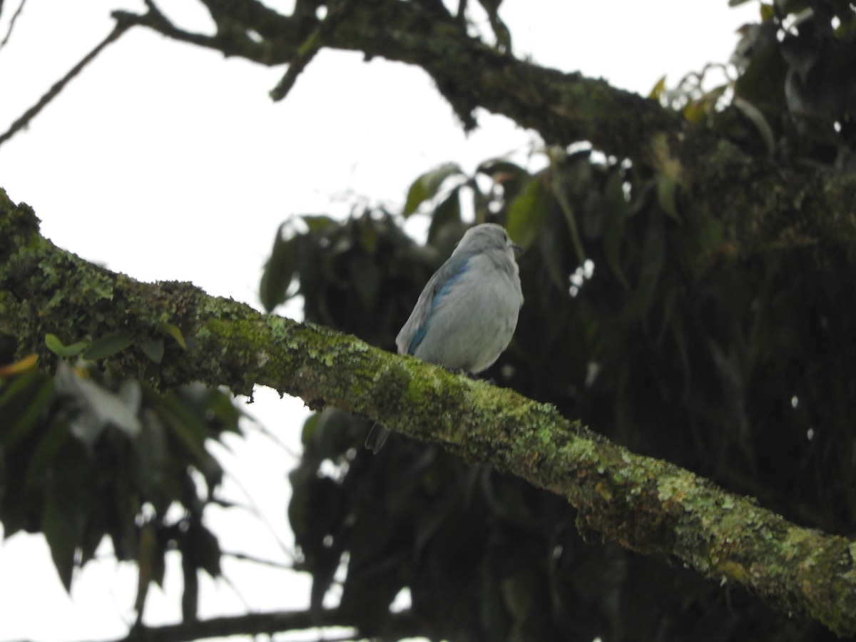 Blue-gray Tanager - ML571310601