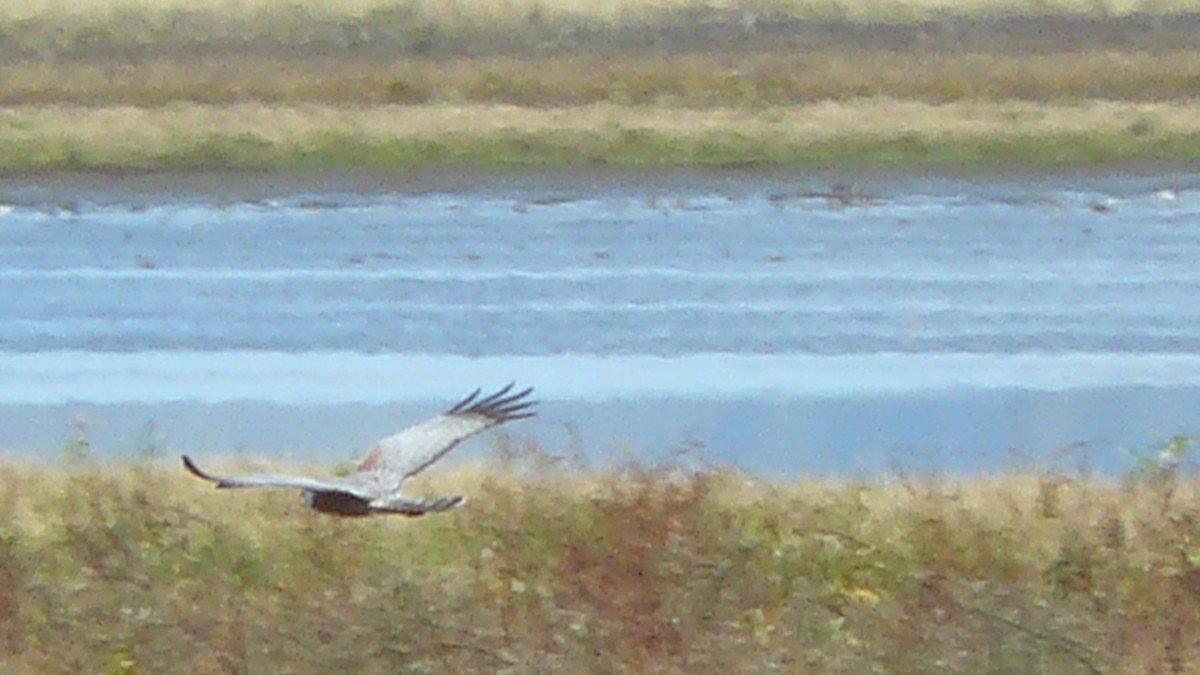 Spotted Harrier - ML571321111