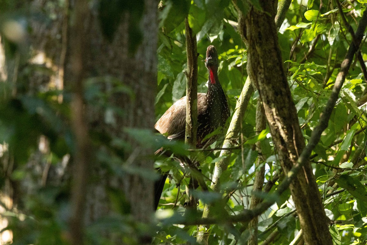 Crested Guan - ML571321511