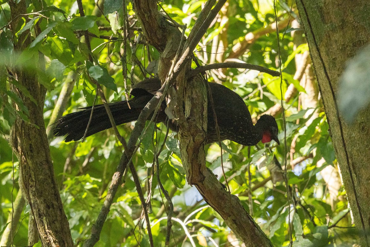 Crested Guan - ML571321641
