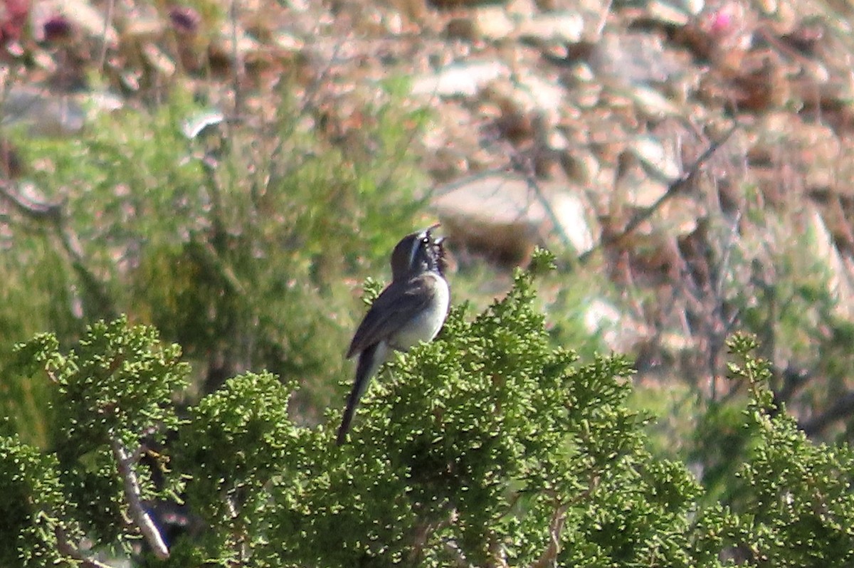 Black-throated Sparrow - ML571325781